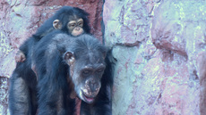 Schimpanse (7).jpg